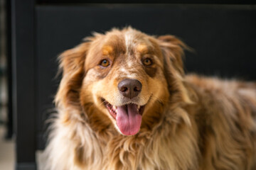 Australian Shepherd Portrait