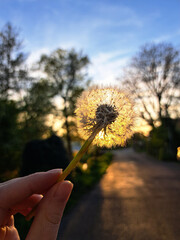 dandelion in the hand