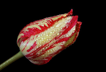 bright colorful tulip in dew drops isolated on black. close up