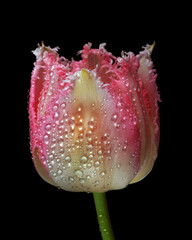 bright colorful tulip in dew drops isolated on black. close up - 790408922