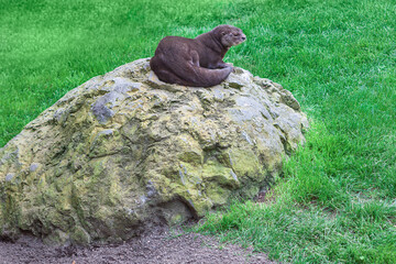 Otter sitting on a rock in a park in the summer - Powered by Adobe