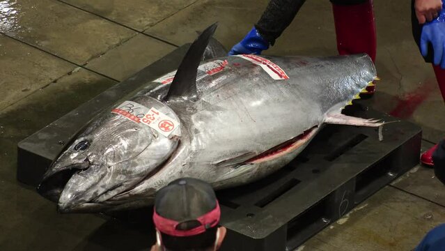 NUMAZU, SHIZUOKA, JAPAN - MARCH 2024 : View of Tuna fish at the fish market auction. Japanese seafood industry concept video.