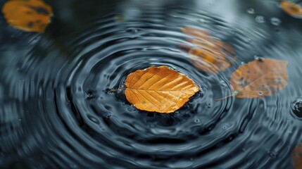 Minimalist composition of a single leaf on water, with ripples creating a textured background.