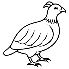 Quail Bird Vector Illustration