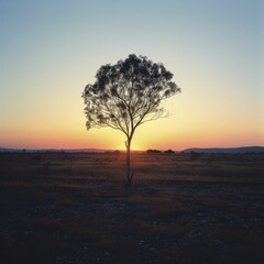 The lone tree stands as a silhouette against the vibrant hues of a vivid sunset in the sparsely populated landscape.