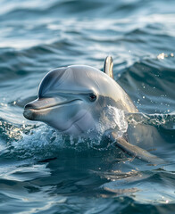 dolphin in the water © Tonya K Brandon
