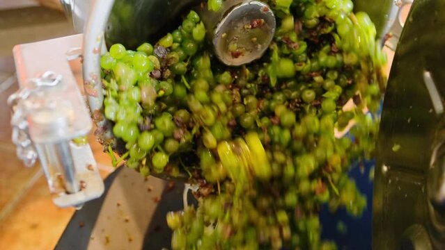 Destemming process of separating stems from grapes in winery close-up.