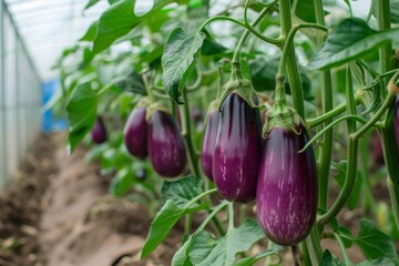 Growing eggplants in a greenhouse on a farm. The concept of organic farming, eco products, natural healthy nutrition