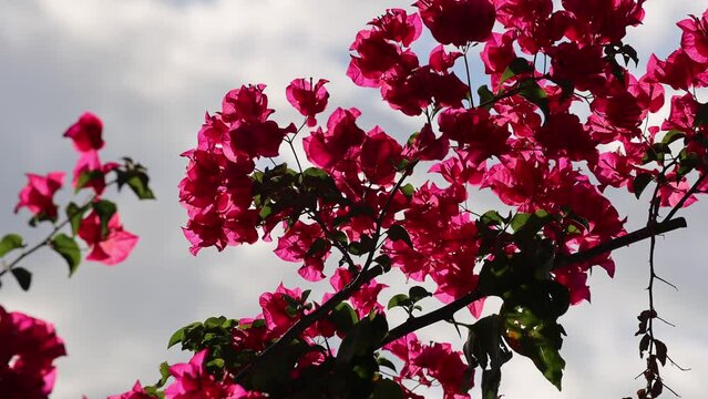 Flowers shimmering in the sunshine. 