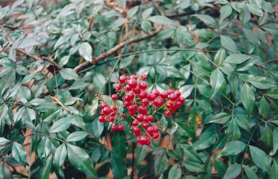 Nandina domestica - Nandina Red Berries in Winter
