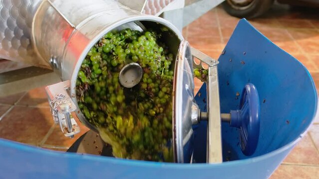 Destemming process of separating stems from grapes in winery close-up.