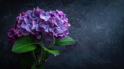 Stunning purple hydrangea flower against a dark glass backdrop