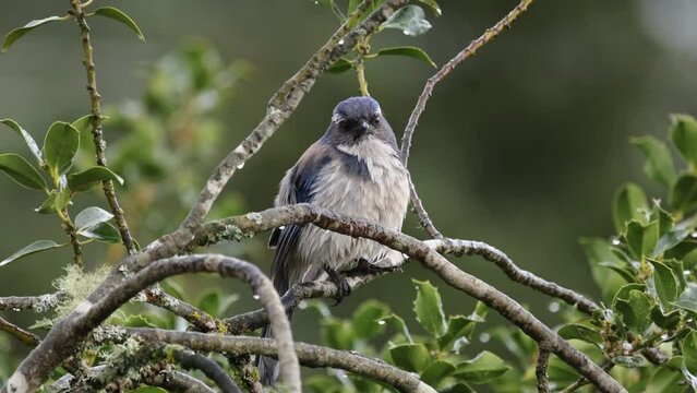 Scrub Jay Resting In A Holly Bush