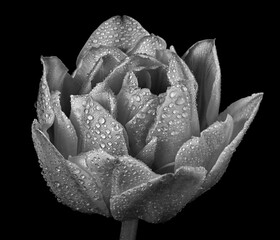 tulip flower in dew drops isolated on black. black and white  - 790419539