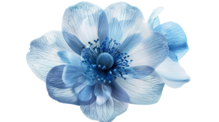 Blue flower