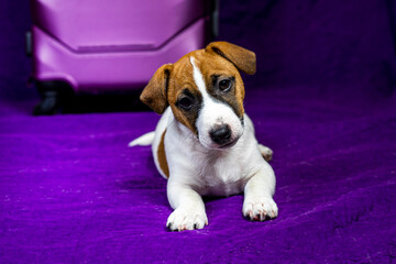 beautiful Jack Russell terrier puppy lying on a purple background