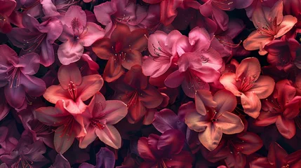 Papier Peint photo Azalée Diverse shades of red rhododendron flowers  captivating tapestry of color and texture