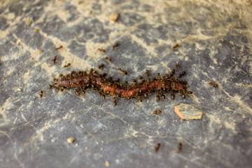 an army of ants kills earthworm