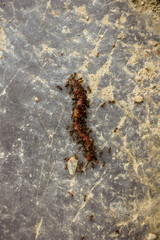 earthworm attacked by ants