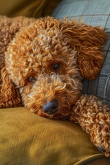 poodle puppy sleeping on the bed Generative AI