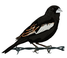 Lark Bunting Bird