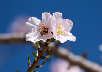 A bee sits on an almond tree flower (lat.- Prunus dulcis)