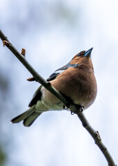 Chaffinch (Fringilla coelebs) - Widespread across Europe, Asia, and North Africa - 790429336