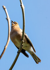 Chaffinch (Fringilla coelebs) - Widespread across Europe, Asia, and North Africa - 790429347