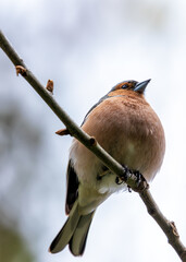 Chaffinch (Fringilla coelebs) - Widespread across Europe, Asia, and North Africa - 790429348