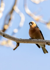Chaffinch (Fringilla coelebs) - Widespread across Europe, Asia, and North Africa - 790429356
