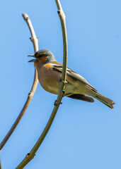 Chaffinch (Fringilla coelebs) - Widespread across Europe, Asia, and North Africa - 790429369