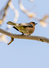 Chaffinch (Fringilla coelebs) - Widespread across Europe, Asia, and North Africa - 790429370