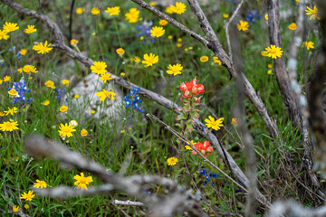 Spring wildflowers