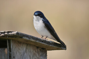 Tree swallow perched on a birdhouse during a spring season at the Pitt River Dike Scenic Point in Pitt Meadows, British Columbia, Canada