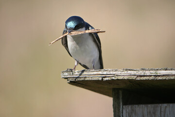Tree swallow perched on a birdhouse during a spring season at the Pitt River Dike Scenic Point in...