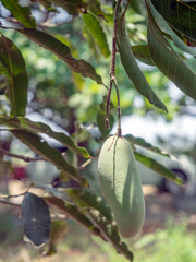 close up of mango on tree,a tropical fruit.