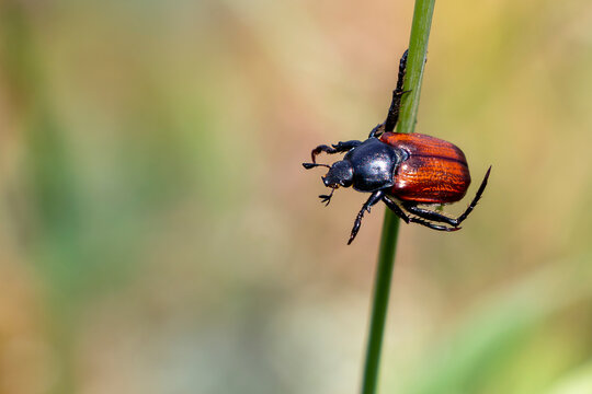 A garden chafer beetle with red and black colours. Phyllopertha horticola.