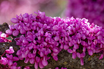 Trees with pink flowers. Spring time in Greece. Cercis siliquastrum.redbud tree. 