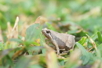 Ornate Narrow-Mouthed Frog (Microhyla okinavensis) in Ryukyu Island,Japan