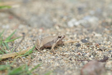 Ornate Narrow-Mouthed Frog (Microhyla okinavensis) in Ryukyu Island,Japan