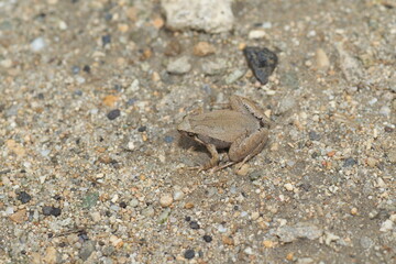 The collared puffbird (Bucco capensis) is a species of bird in the family Bucconidae, the puffbirds, nunlets, and nunbirds. This photo was taken in Colombia.