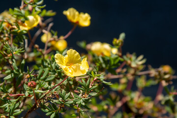yellow flower in the garden