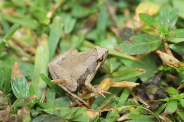 Ornate Narrow-Mouthed Frog (Microhyla okinavensis) in Ryukyu Island,Japan