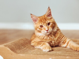 Beautiful fun red solid maine coon  kitten lying on claws accessory supply and looking fun eyes. Closeup - 790434756