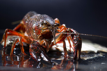 standing Gambero rosso della Louisiana - Procambarus clarkii. Ecrevisse de Louisiane, Louisiana Crayfish, Red Lobster (Ang). Sardinia, Italy