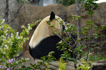 木々の向こう側で竹を食べる動物園のパンダ