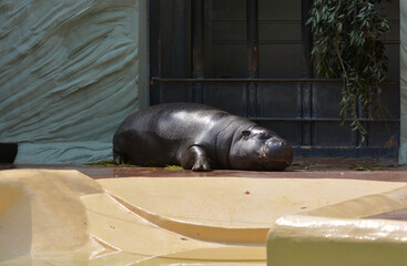 うつ伏せで昼寝する動物園のコビトカバ