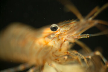 Common prawn (Palaemon serratus) scavenging in rockpool Alghero, Porto Conte, Capo Caccia, Sardinia, Italy 
