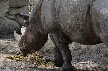 Obraz premium 動物園のクロサイ