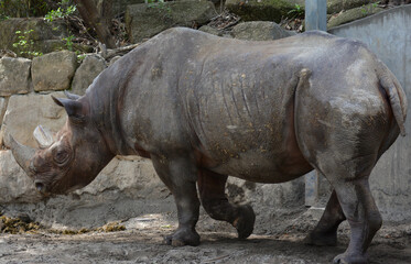 Naklejka premium 動物園のクロサイ